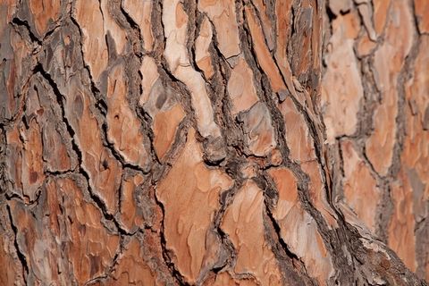 树皮，树，松树，部落，基金，背景，棕色