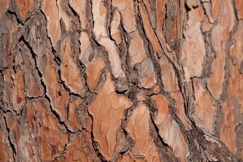 树皮，树，松树，部落，基金，背景，棕色