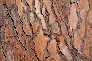 树皮，树，松树，部落，基金，背景，棕色