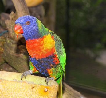 鹦鹉，鸟，热带，多彩，根据，性质