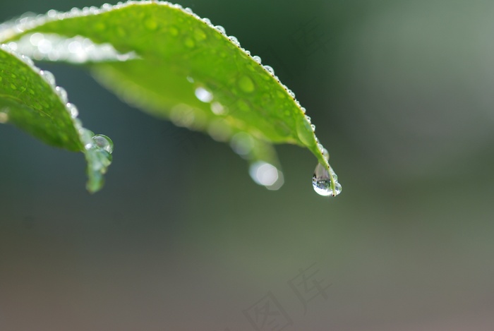 春天，初夏，植物，叶子，绿色