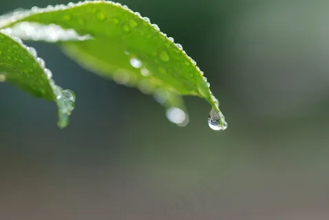 春天,初夏,植物,叶子,绿色 春天,初夏,植物,叶子,绿色