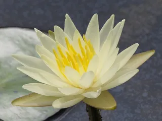 小种类，莲花，水晶黄