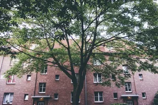 树,樱花树,榉树,建筑,园林景观,城市里的树