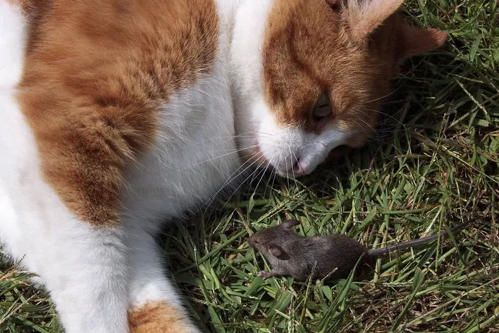 猫，老鼠，图像，狩猎，注意，猫的眼睛