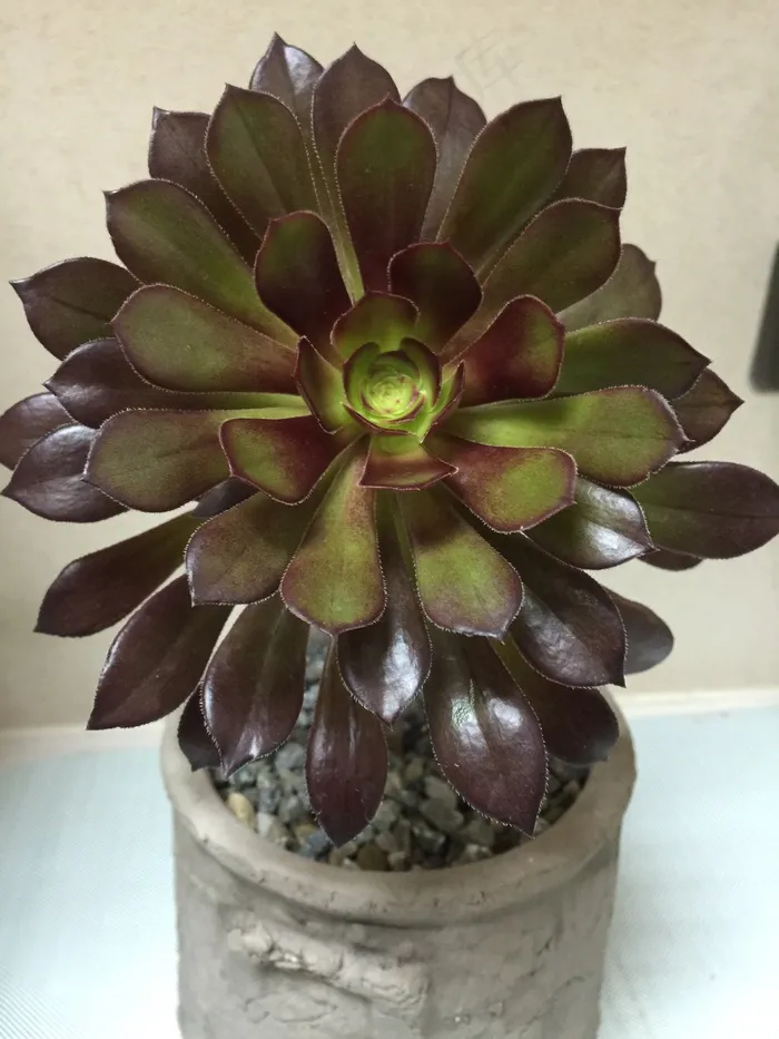 植物，肉肉，黑色法师