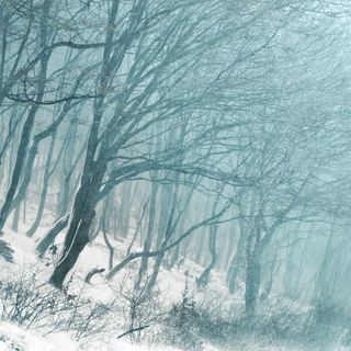 树木，森林，冬天，森林树木，雪