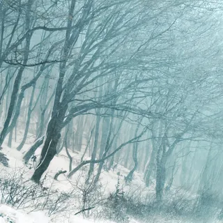 树木，森林，冬天，森林树木，雪