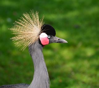 灰冠鹤，头饰，动物世界