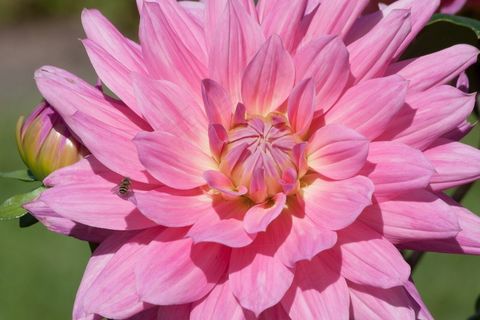 大丽花，大丽花，地热，植物，复合材料，粉红色