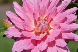 大丽花，大丽花，地热，植物，复合材料，粉红色