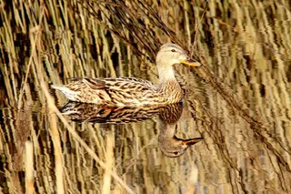 鸭，自然，镜子