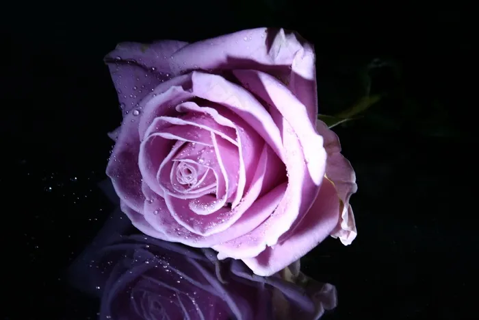 玫瑰，粉色玫瑰，花，粉色，鲜花