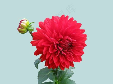 大丽花，红色，秋季，鲜花，花，免费，隔离