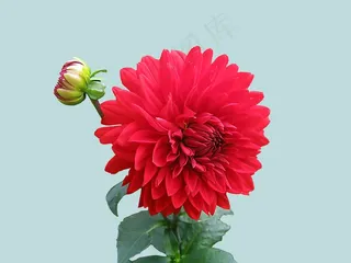 大丽花，红色，秋季，鲜花，花，免费，隔离