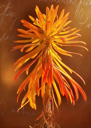 柏树Wolfsmilch，大戟，植物，大戟家族，轻