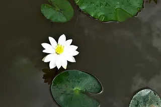 百合，花，白，睡莲，盛开，开花，自然