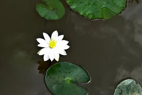 百合,花,白,睡莲,盛开,开花,自然 百合,花,白,睡莲,盛开,开花,自然