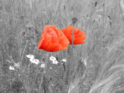 场，草地，罂粟，自然，夏天，开花，盛开