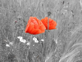 场，草地，罂粟，自然，夏天，开花，盛开