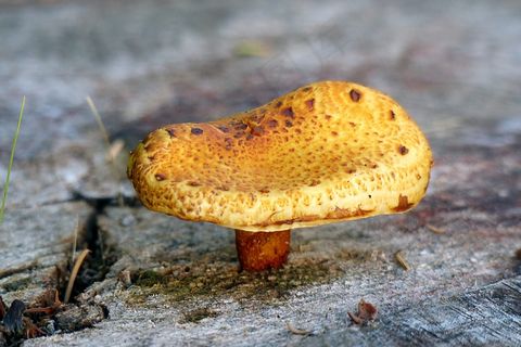 蘑菇，真菌，性质，自然，集团，森林