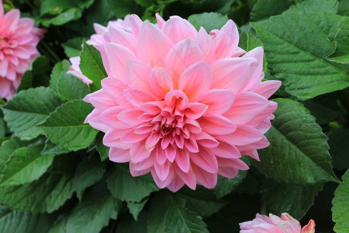 大丽花，大美丽的菊花，粉红色，花