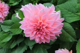 大丽花，大美丽的菊花，粉红色，花