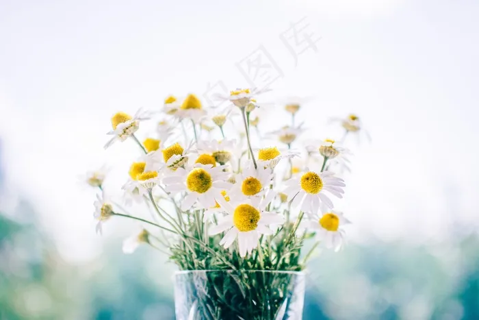 鲜花，玻璃，罐子，雏菊，白，装饰