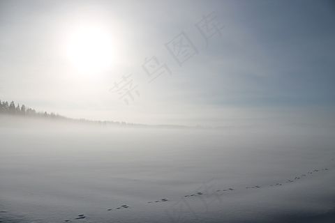 冬季，雪，田野，太阳，阳光，野兔的踪迹，踪迹