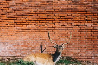 马鹿,麋鹿,墙,驯鹿,蛇,红砖壁动物