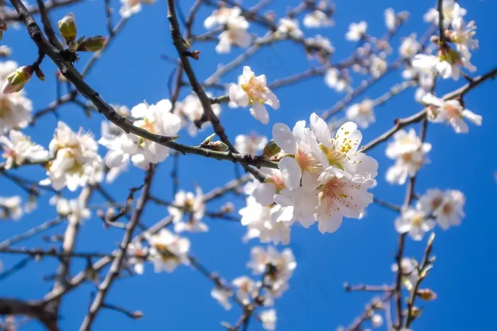 杏仁，开花，自然，春天，树，花，季节