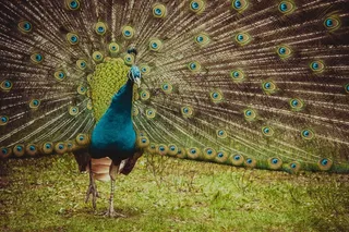 孔雀，鸟，全身羽毛，动物，多彩，尾巴