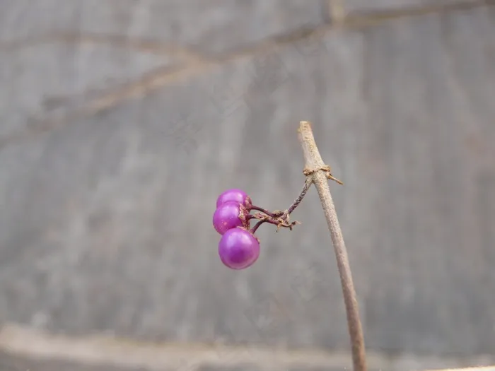 Schönfrucht，美丽的水果，浆果，紫色