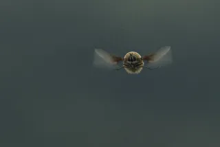 昆虫，飞，自然，宏，自然，夏天，植物