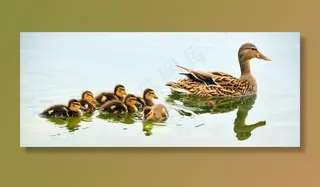 绿头野鸭，母鸡，育雏，水禽，野生动物，自然