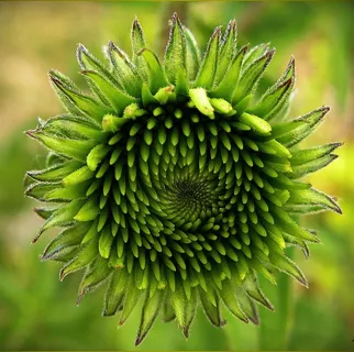 Purpursonnenhut,紫锥菊,绿芽,芽 Purpursonnenhut,紫锥菊,绿芽,芽
