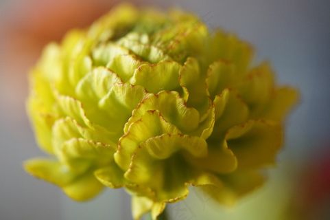 花，开花，毛an属，新育种