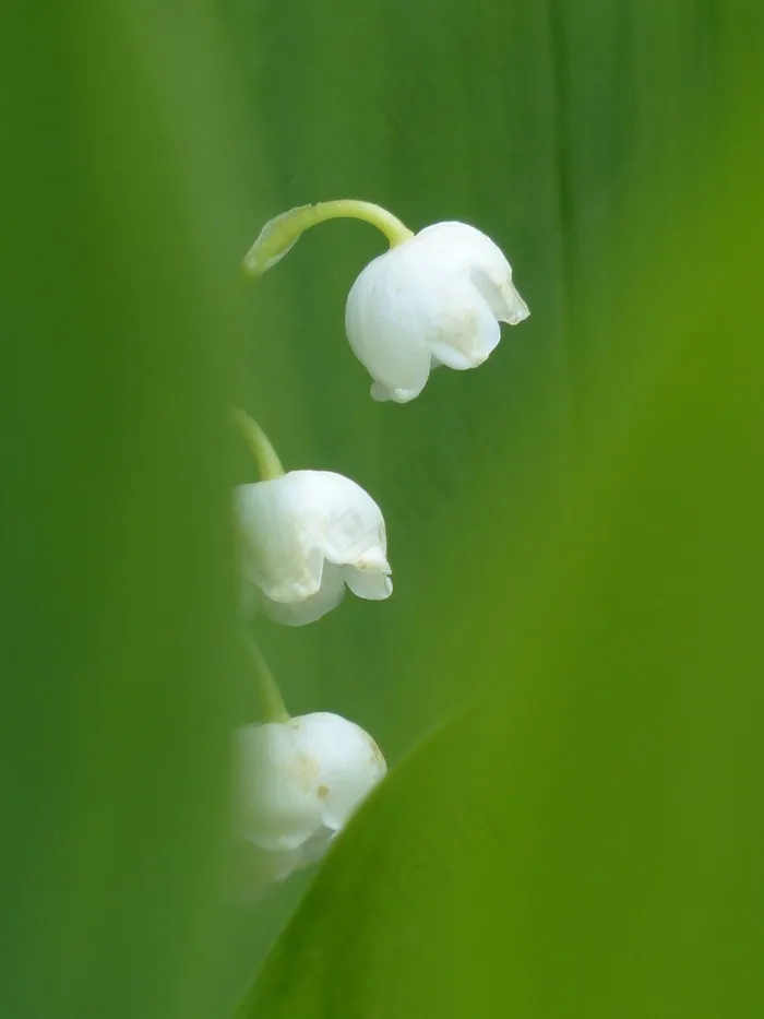 花卉,铃兰花,挪威铃兰,铃兰,吸顶灯,盛开的芦笋植物