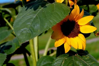 太阳花，叶子，光，阴影，夏天，公园