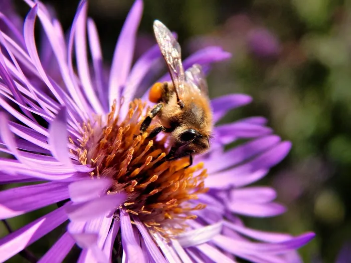 蜜蜂，花粉，特写，昆虫，花，授粉