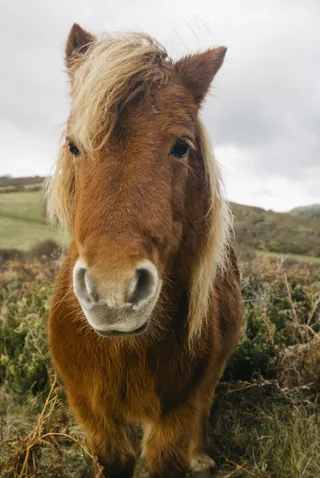 哺乳动物,矮种马,鸟类,工艺品,小型马,野生小马在山上的肖像