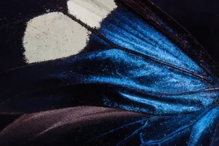 蝴蝶，异国情调，南美洲，亚马逊，虹彩