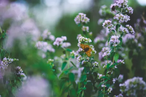 紫丁香,丁香花,二月兰,百里香,密蒙花,花上的蝴蝶 紫丁香,丁香花,二月兰,百里香,密蒙花,花上的蝴蝶