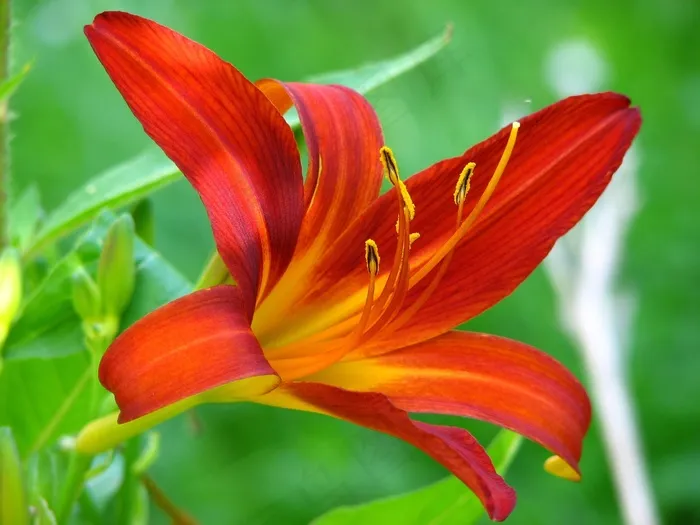 百合，花，红色，开花，黄色，绿色