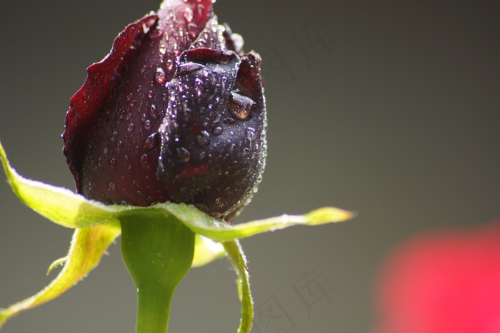 花，开花，花的，玫瑰，黑暗，黑色，灯泡