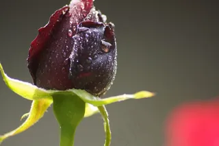 花，开花，花的，玫瑰，黑暗，黑色，灯泡