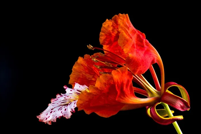 开花，开花，红色