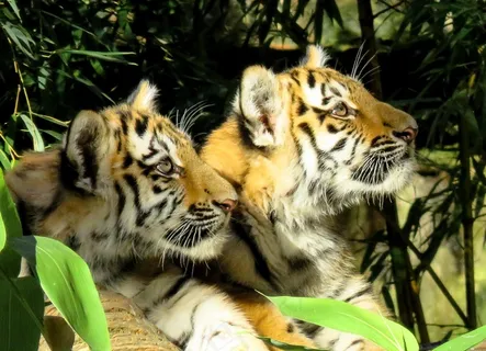 动物，虎，幼虎，猫，危险，关闭，可爱