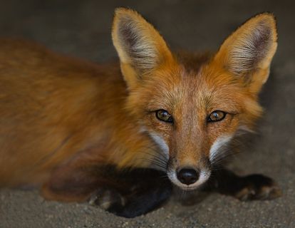 狐狸，动物，野生，自然，劳克斯