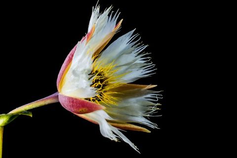 开花，开花，白，开花的树枝